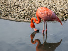 American Flamingo (WWT Slimbridge August 2011) - pic by Nigel Key